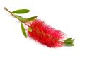 Olejek eteryczny do sauny naturalny 100% MIODOWO-MIRTOWY 50 ml