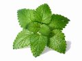 Olejek eteryczny do sauny naturalny 100% LIŚĆ MELISY 20 ml