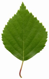 Olejek eteryczny do sauny naturalny 100% BRZOZA 20 ml  Betula