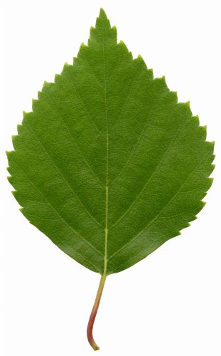 Naturalny olejek eteryczny brzoza