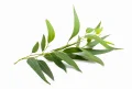 Olejek eteryczny do sauny naturalny 100% EUKALIPTUS 50 ml