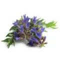 hyssop.jpeg