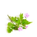 pelargonia.jpg