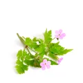 pelargonia.jpg