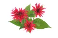monarda.jpg