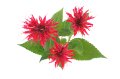 monarda.jpg