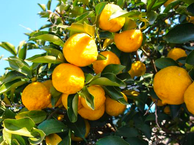 Olejek eteryczny Yuzu - korzyści zdrowotne